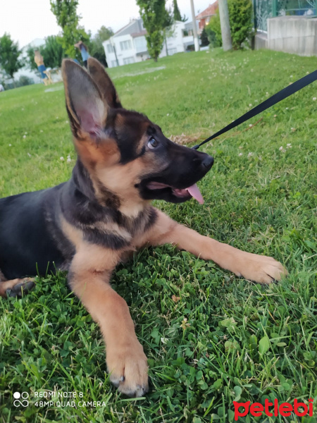 Alman Çoban Köpeği, Köpek  bürçe fotoğrafı