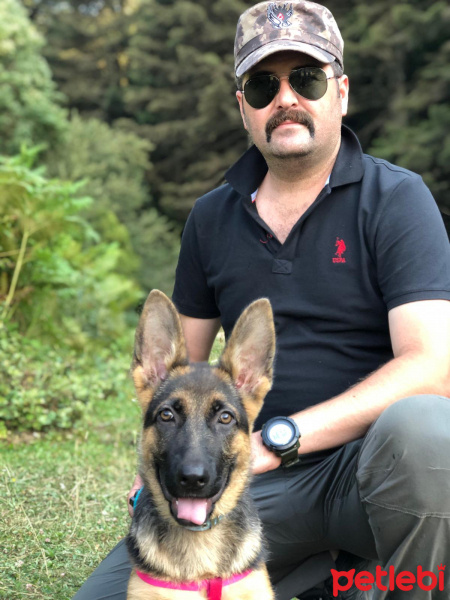 Alman Çoban Köpeği, Köpek  bürçe fotoğrafı