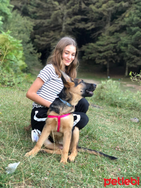 Alman Çoban Köpeği, Köpek  bürçe fotoğrafı