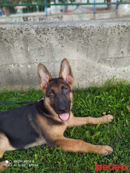 Alman Çoban Köpeği, Köpek  bürçe fotoğrafı
