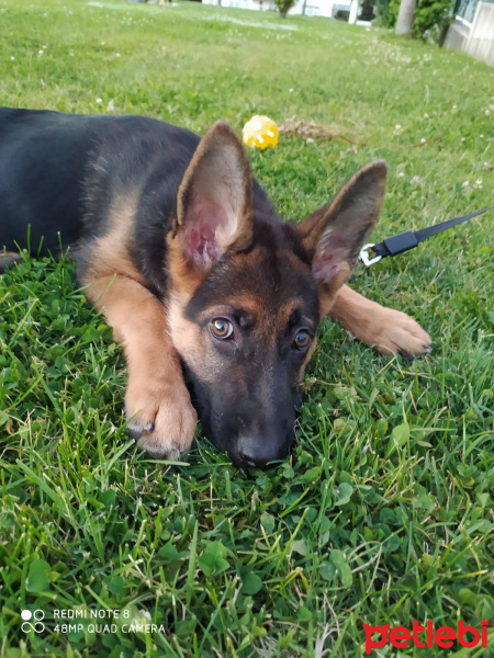 Alman Çoban Köpeği, Köpek  bürçe fotoğrafı