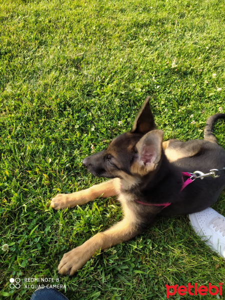 Alman Çoban Köpeği, Köpek  bürçe fotoğrafı