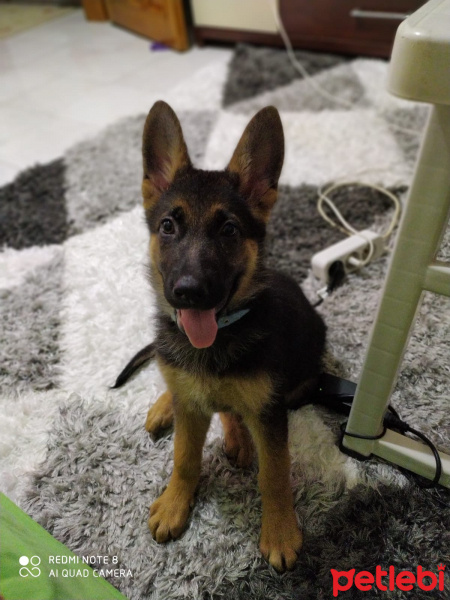 Alman Çoban Köpeği, Köpek  bürçe fotoğrafı