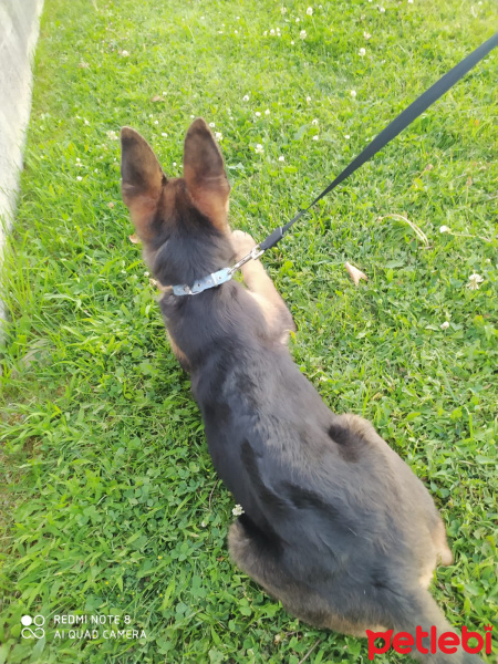 Alman Çoban Köpeği, Köpek  bürçe fotoğrafı