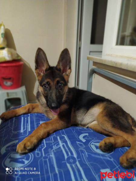 Alman Çoban Köpeği, Köpek  bürçe fotoğrafı