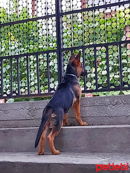 Alman Çoban Köpeği, Köpek  bürçe fotoğrafı