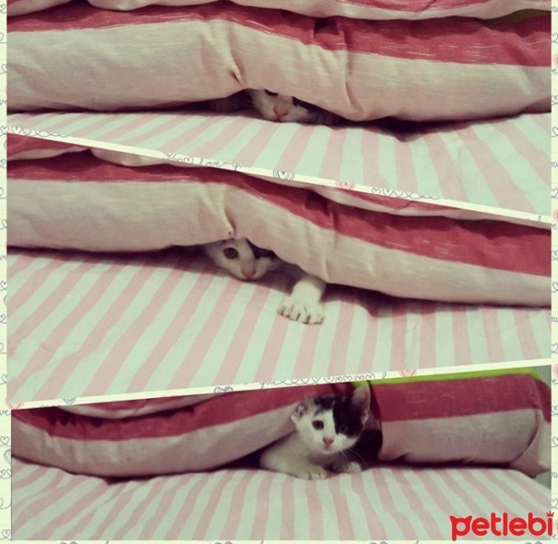 Tekir Kedi, Kedi  pikoo fotoğrafı