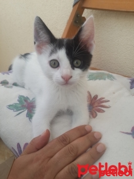 Tekir Kedi, Kedi  pikoo fotoğrafı