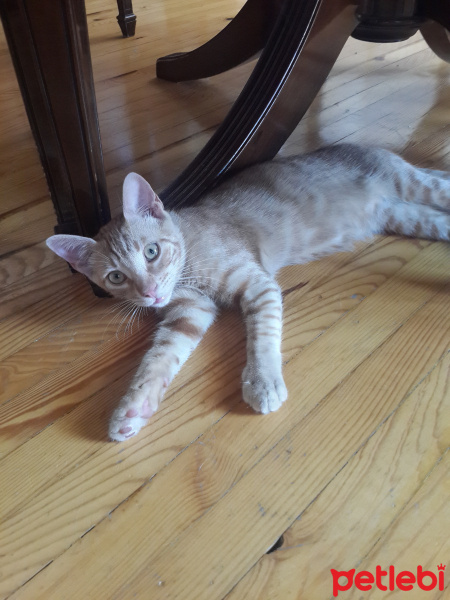 Sarman, Kedi  sarısarman fotoğrafı