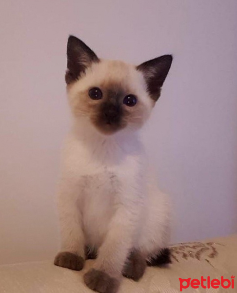 Siyam Kedisi, Kedi  bihter_mercan fotoğrafı