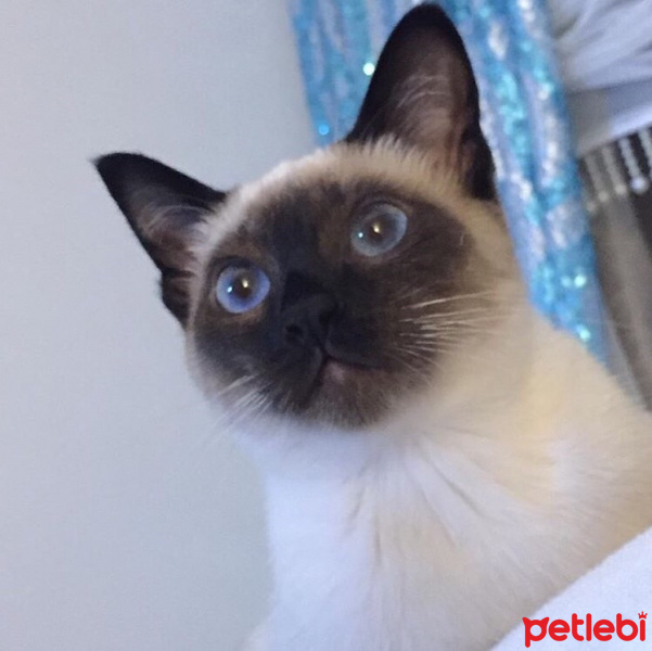 Siyam Kedisi, Kedi  bihter_mercan fotoğrafı