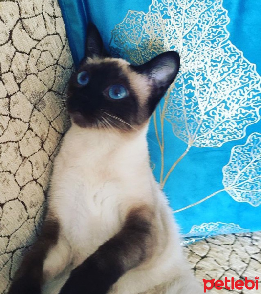 Siyam Kedisi, Kedi  bihter_mercan fotoğrafı