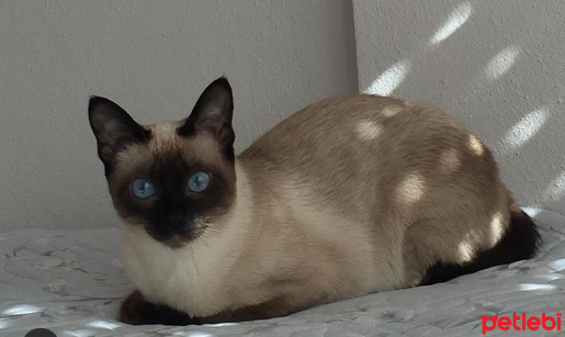 Siyam Kedisi, Kedi  bihter_mercan fotoğrafı