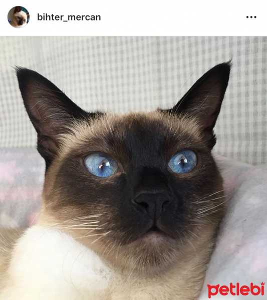 Siyam Kedisi, Kedi  bihter_mercan fotoğrafı
