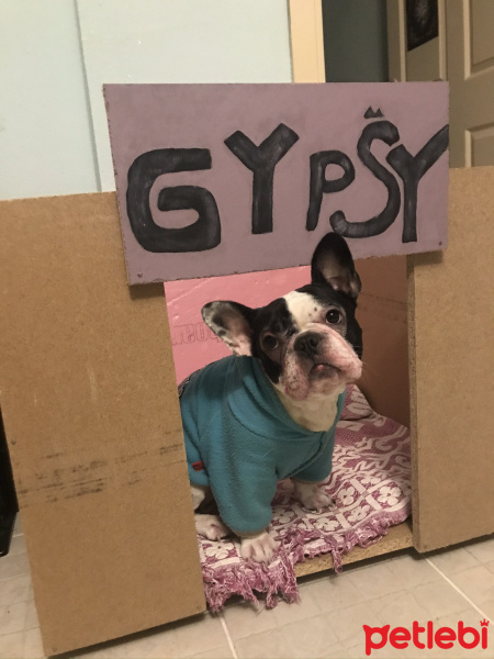 Fransız Bulldog, Köpek  Gypsy fotoğrafı