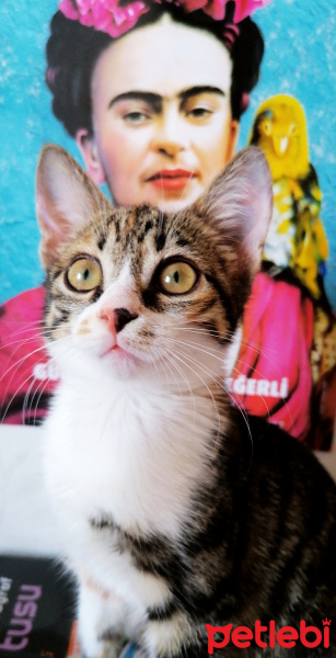 Tekir Kedi, Kedi  Aşkım fotoğrafı