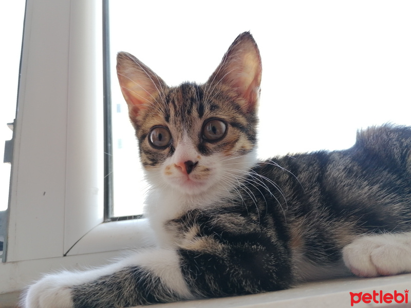 Tekir Kedi, Kedi  Aşkım fotoğrafı