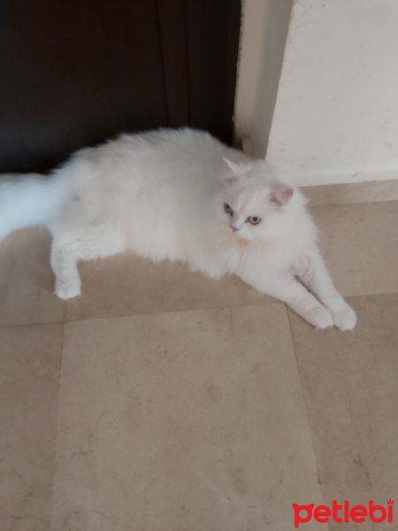 Chinchilla, Kedi  Çakır fotoğrafı