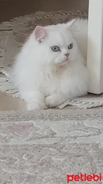 Chinchilla, Kedi  Çakır fotoğrafı