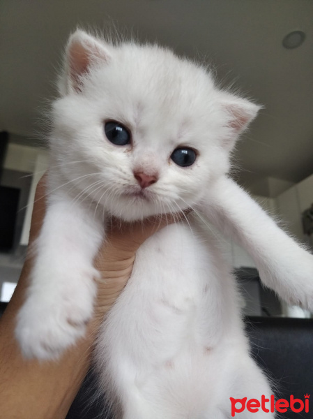 British Shorthair, Kedi  Ponciklerimm fotoğrafı