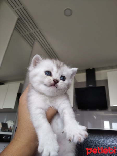 British Shorthair, Kedi  Ponciklerimm fotoğrafı