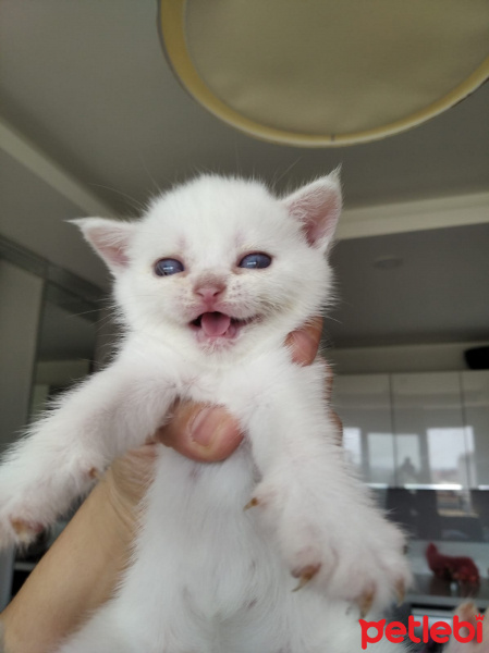 British Shorthair, Kedi  Ponciklerimm fotoğrafı