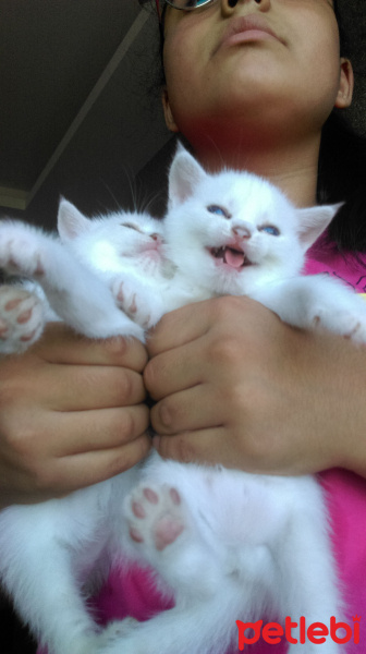 British Shorthair, Kedi  Ponciklerimm fotoğrafı