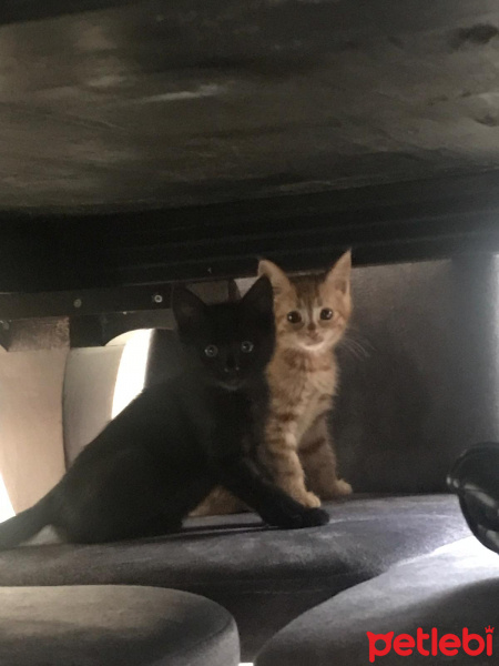 Tekir Kedi, Kedi  toprak ve güneş fotoğrafı