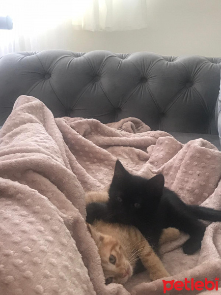 Tekir Kedi, Kedi  toprak ve güneş fotoğrafı