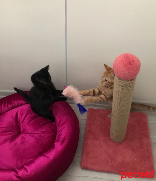 Tekir Kedi, Kedi  toprak ve güneş fotoğrafı