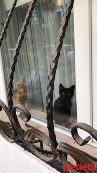 Tekir Kedi, Kedi  toprak ve güneş fotoğrafı