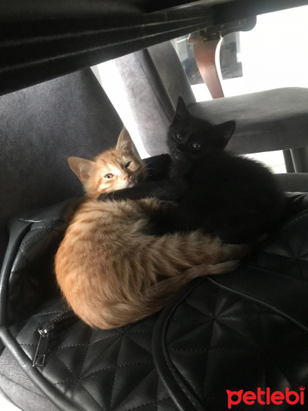 Tekir Kedi, Kedi  toprak ve güneş fotoğrafı