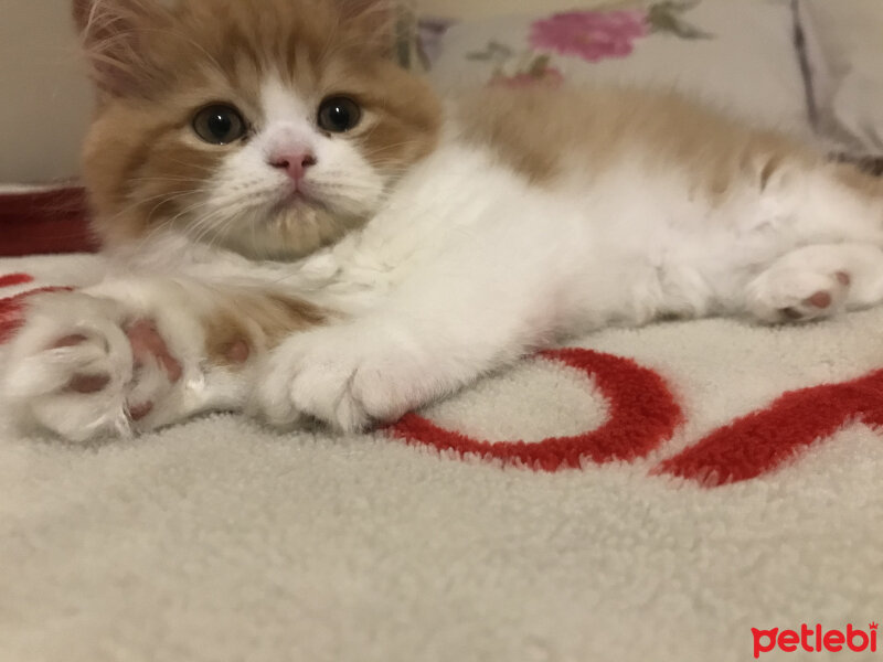 Oriental Longhair, Kedi  Tarçın fotoğrafı