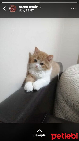 Oriental Longhair, Kedi  Tarçın fotoğrafı