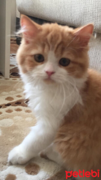 Oriental Longhair, Kedi  Tarçın fotoğrafı