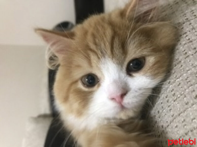 Oriental Longhair, Kedi  Tarçın fotoğrafı