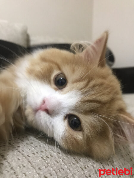 Oriental Longhair, Kedi  Tarçın fotoğrafı