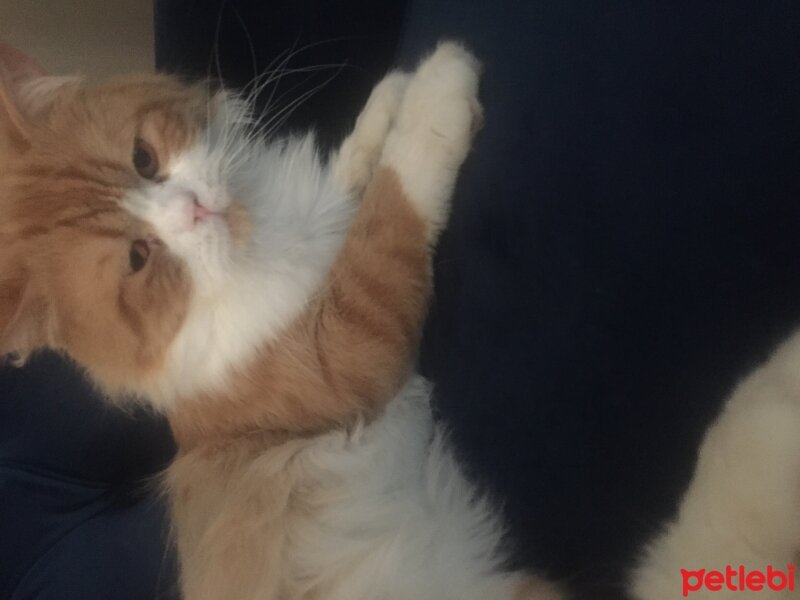 Oriental Longhair, Kedi  Tarçın fotoğrafı