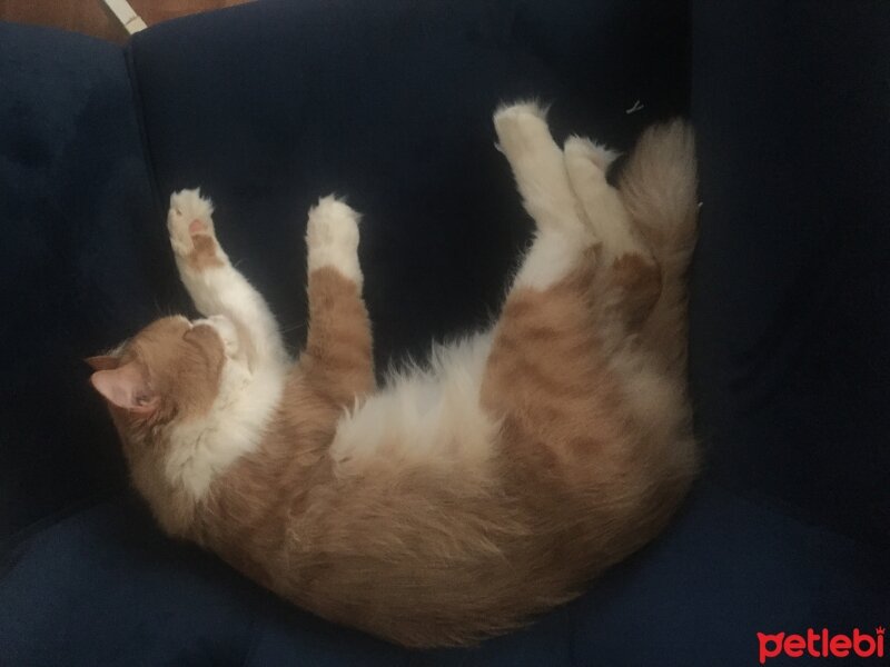 Oriental Longhair, Kedi  Tarçın fotoğrafı