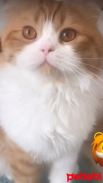 Oriental Longhair, Kedi  Tarçın fotoğrafı