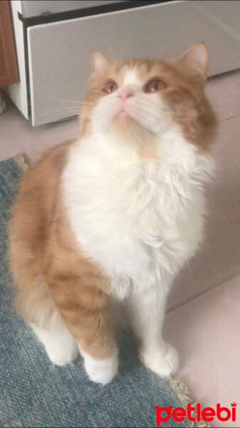 Oriental Longhair, Kedi  Tarçın fotoğrafı