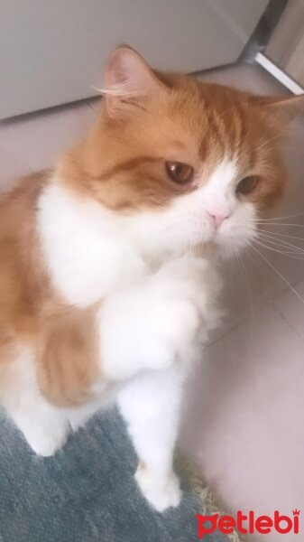 Oriental Longhair, Kedi  Tarçın fotoğrafı