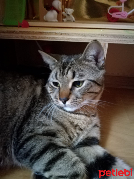 Tekir Kedi, Kedi  Abbas fotoğrafı