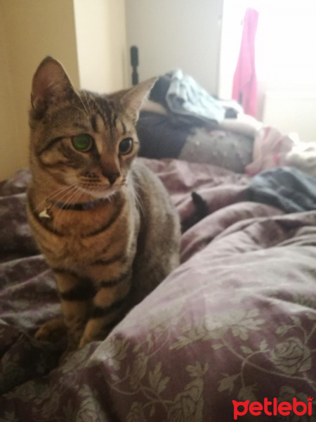 Tekir Kedi, Kedi  Abbas fotoğrafı