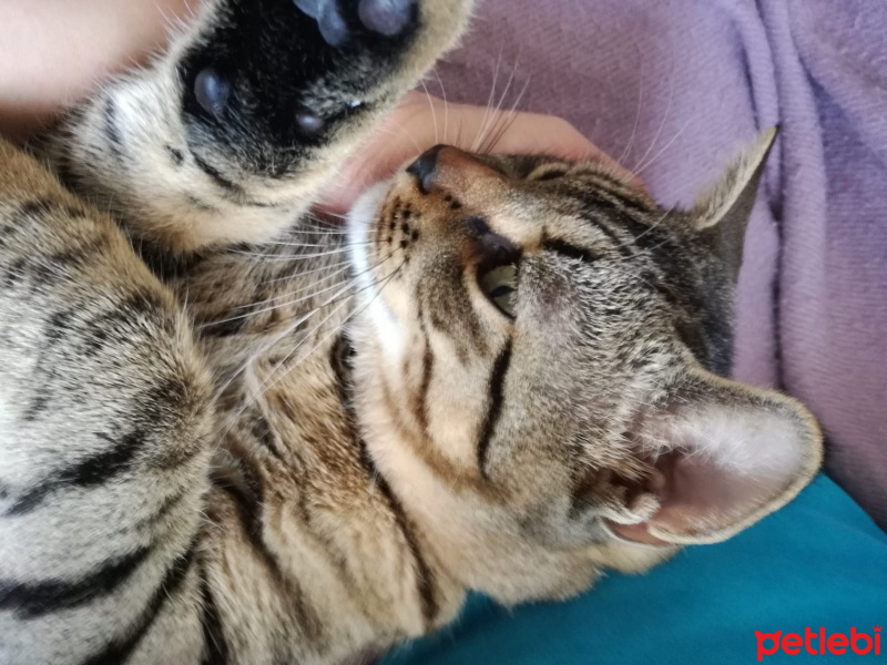 Tekir Kedi, Kedi  Abbas fotoğrafı