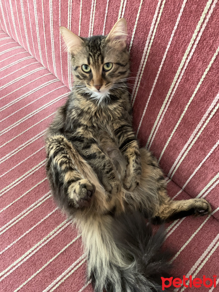 Tekir Kedi, Kedi  Duman fotoğrafı