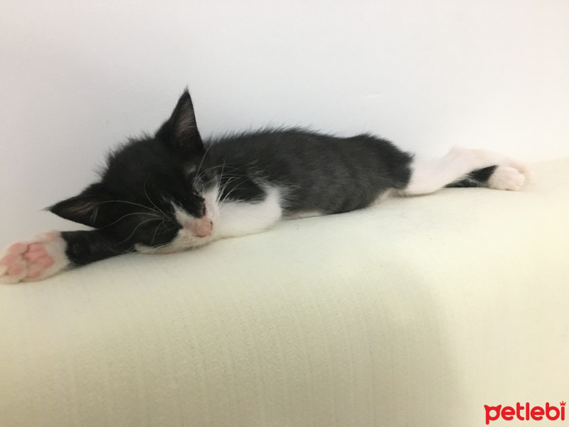 Tuxedo (Smokin) Kedi, Kedi  Lydia fotoğrafı