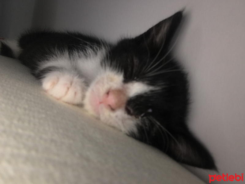 Tuxedo (Smokin) Kedi, Kedi  Lydia fotoğrafı