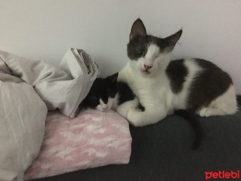 Tuxedo (Smokin) Kedi, Kedi  Lydia fotoğrafı