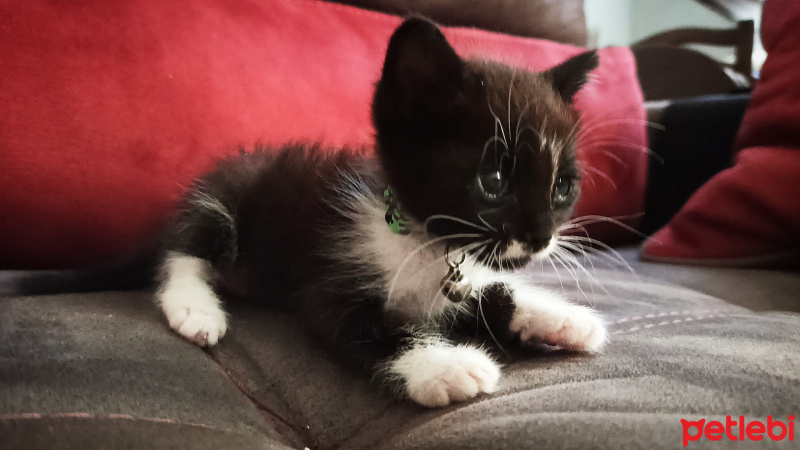 Tuxedo (Smokin) Kedi, Kedi  Mü fotoğrafı